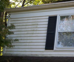 White house siding with some greenish mildew, a black shutter, a window, tree branches, and part of the roof visible.